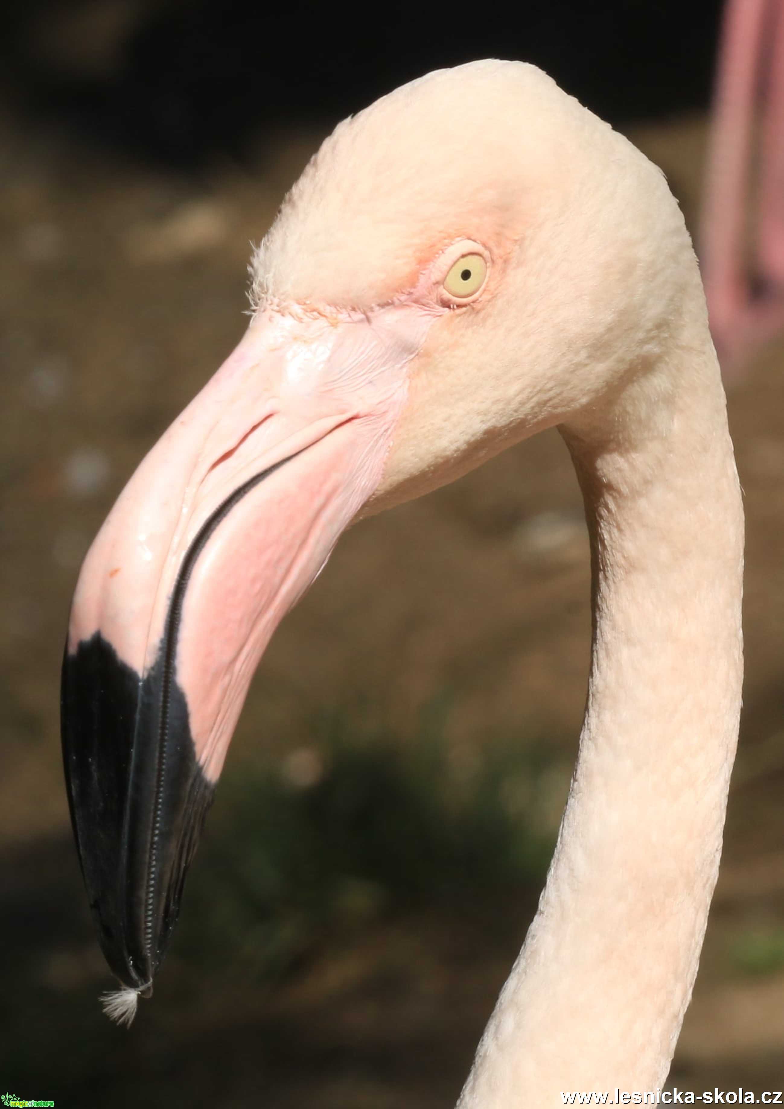 Plameňák z jihlavské zoo - Foto Ladislav Jonák 0621 (1)