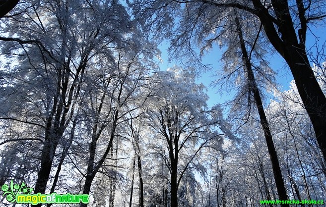 Zimní les - Foto Karel Kříž (15)