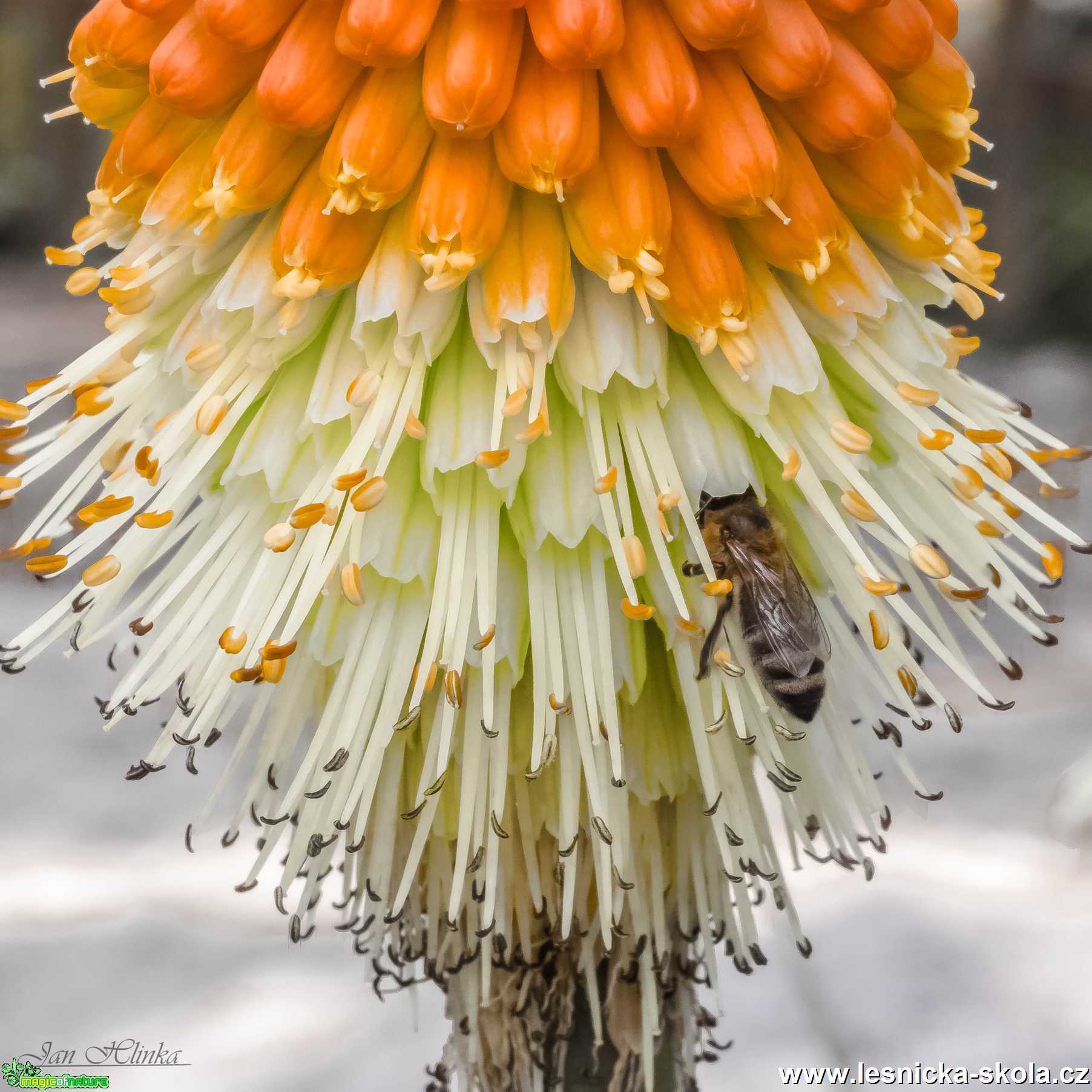 Včelka na nektaru - Foto Jan Hlinka 0921 (1)
