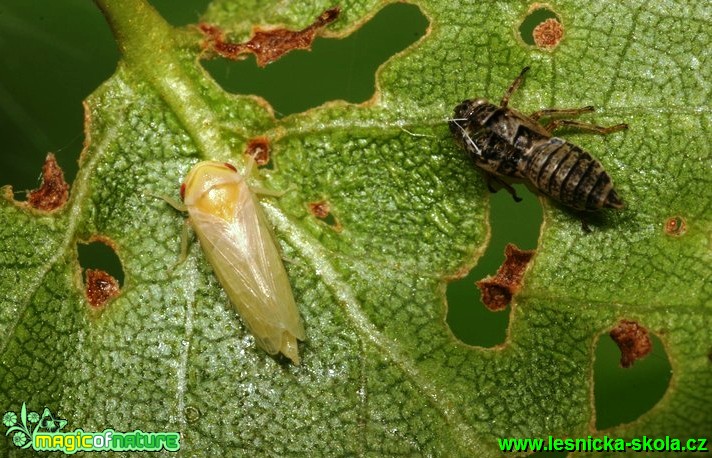 Cikáda 3mm na bříze - Foto G. Ritschel