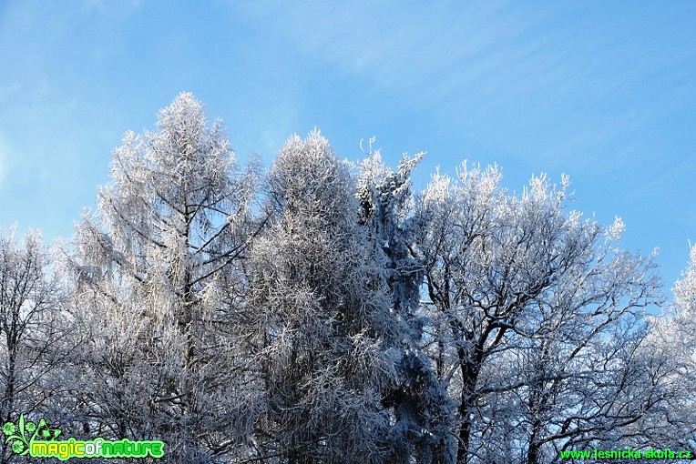 Zimní les - Foto Karel Kříž (20)