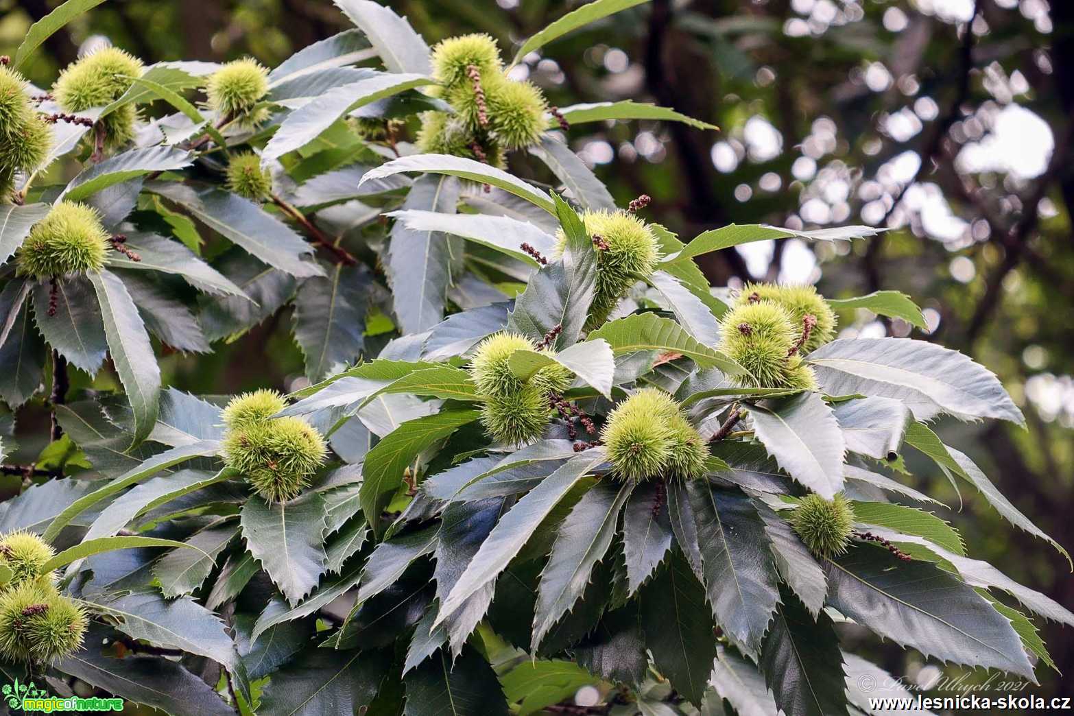 Kaštanovník setý - Castanea sativa - Foto Pavel Ulrych 0921