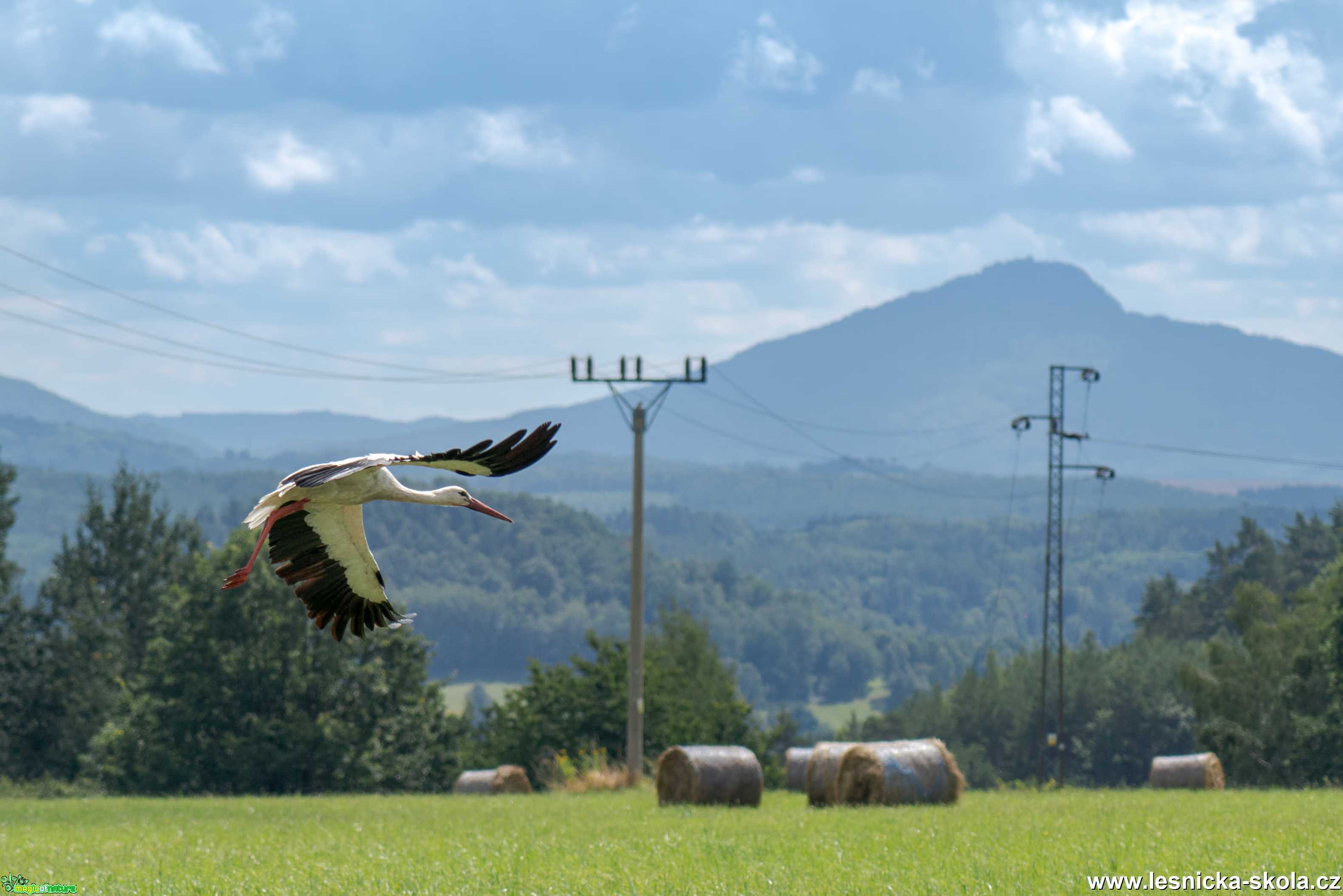 Čáp bílý - Foto Petr Germanič 0921