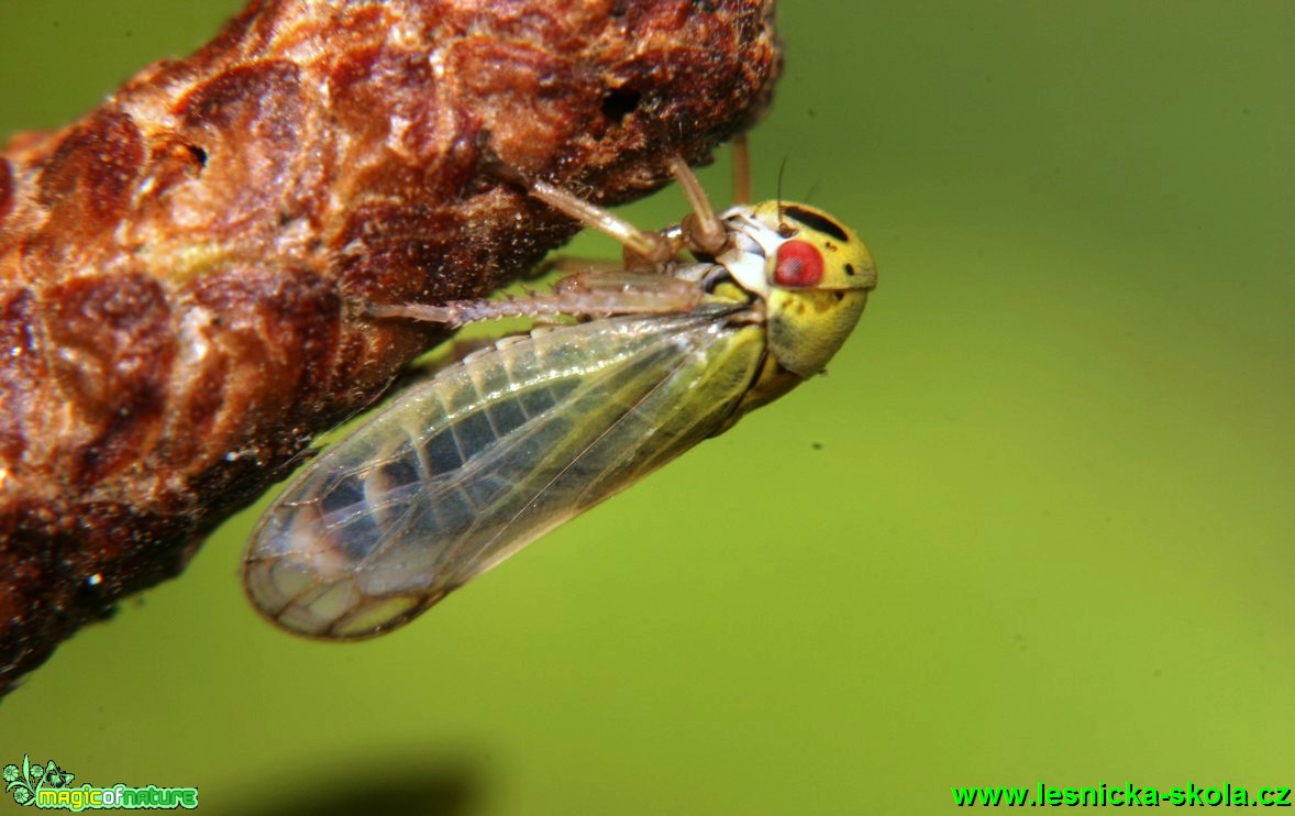 Cikáda 3mm na bříze (1) - Foto G. Ritschel