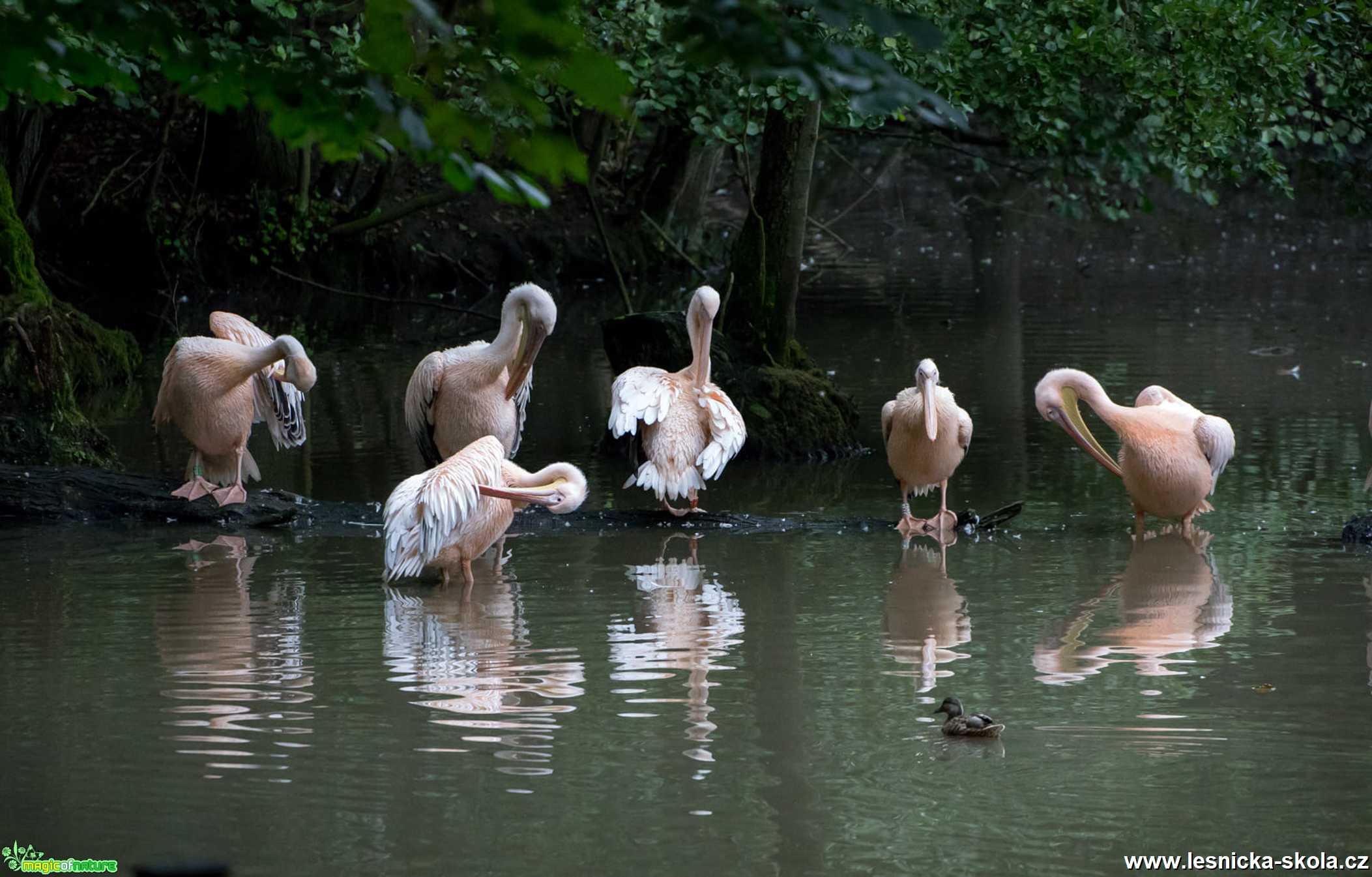 ZOO Dvůr Králové - Foto Ladislav Hanousek 1021 (3)