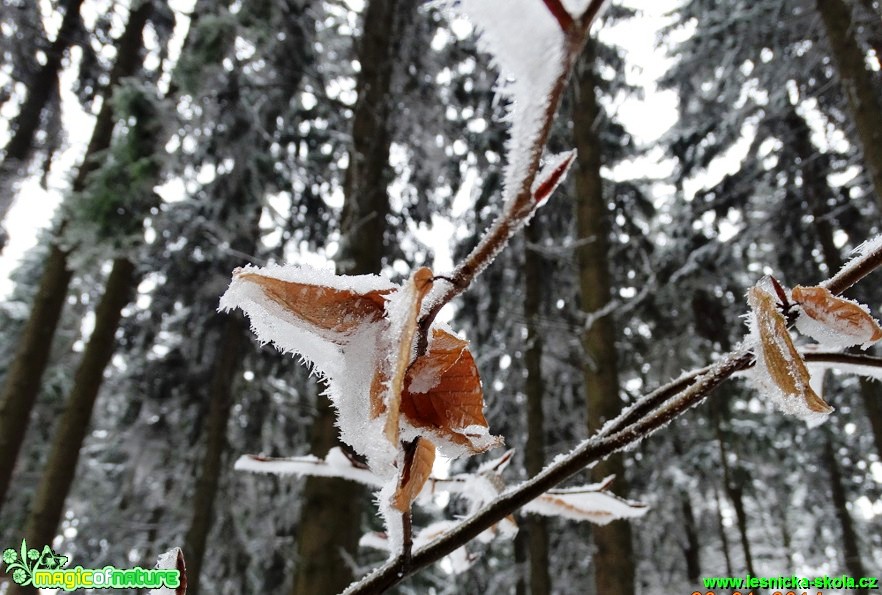 Buk lesní - Fagus sylvatica - Foto - Karel Kříž (3)