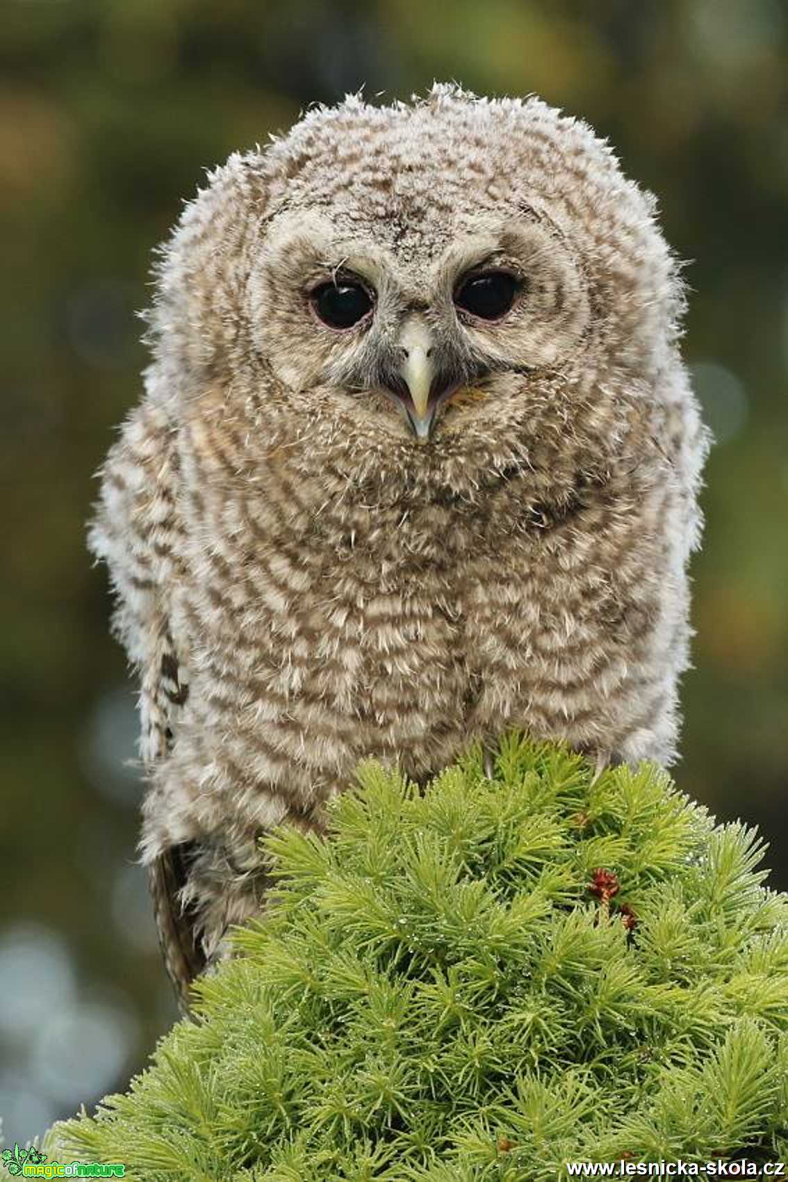 Puštík obecný - Foto Irena Wenischová 1121 (1)