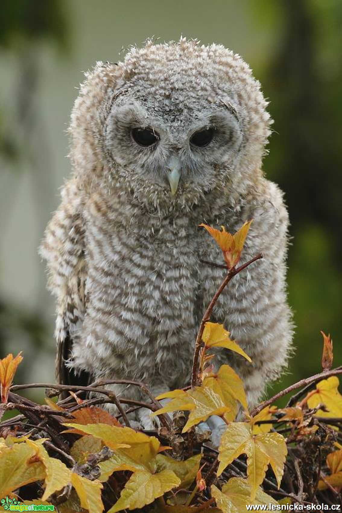 Puštík obecný - Foto Irena Wenischová 1121 (2)