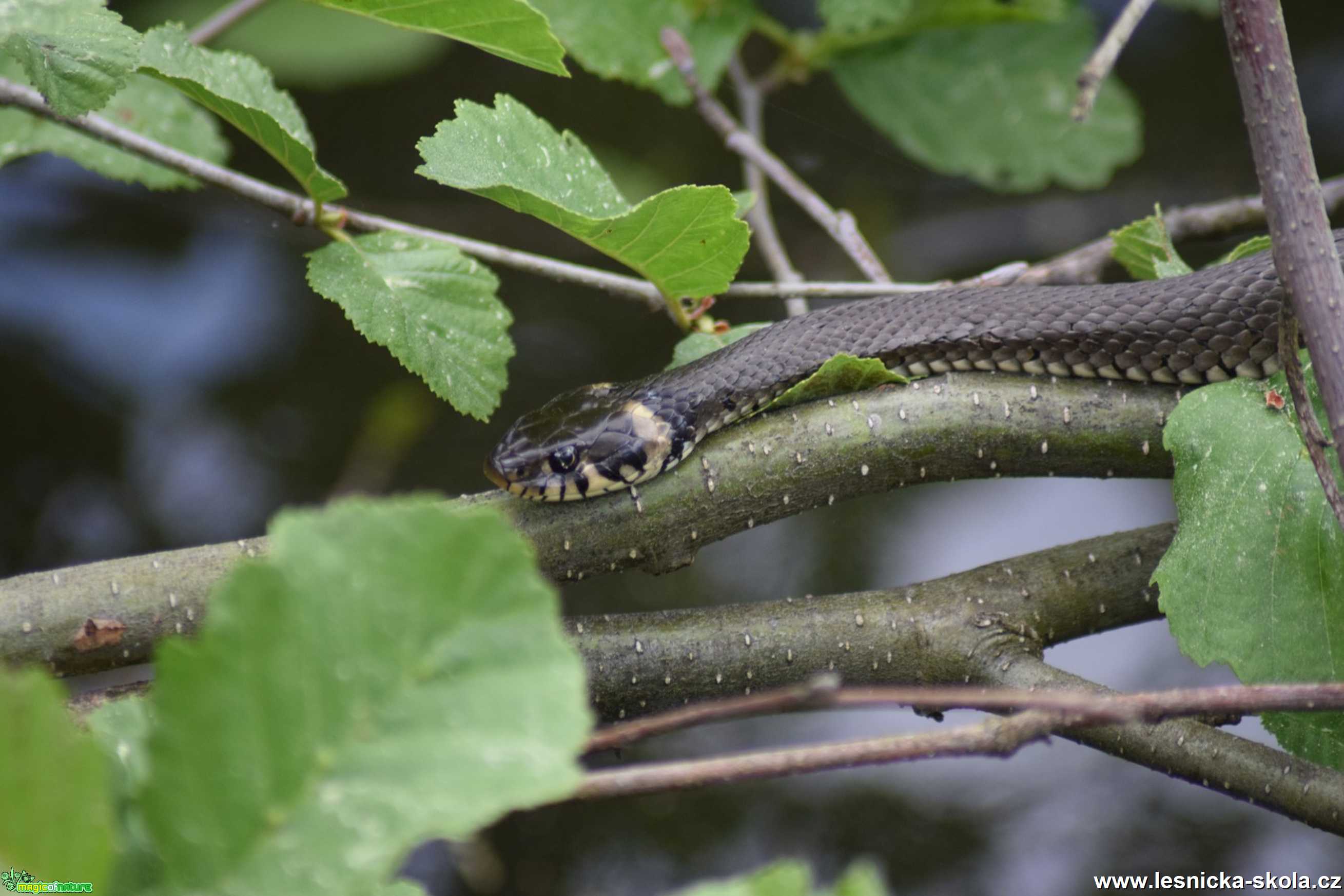 Užovka obojková - Natrix natrix - Foto - Marie Žďánská 1221 (1)