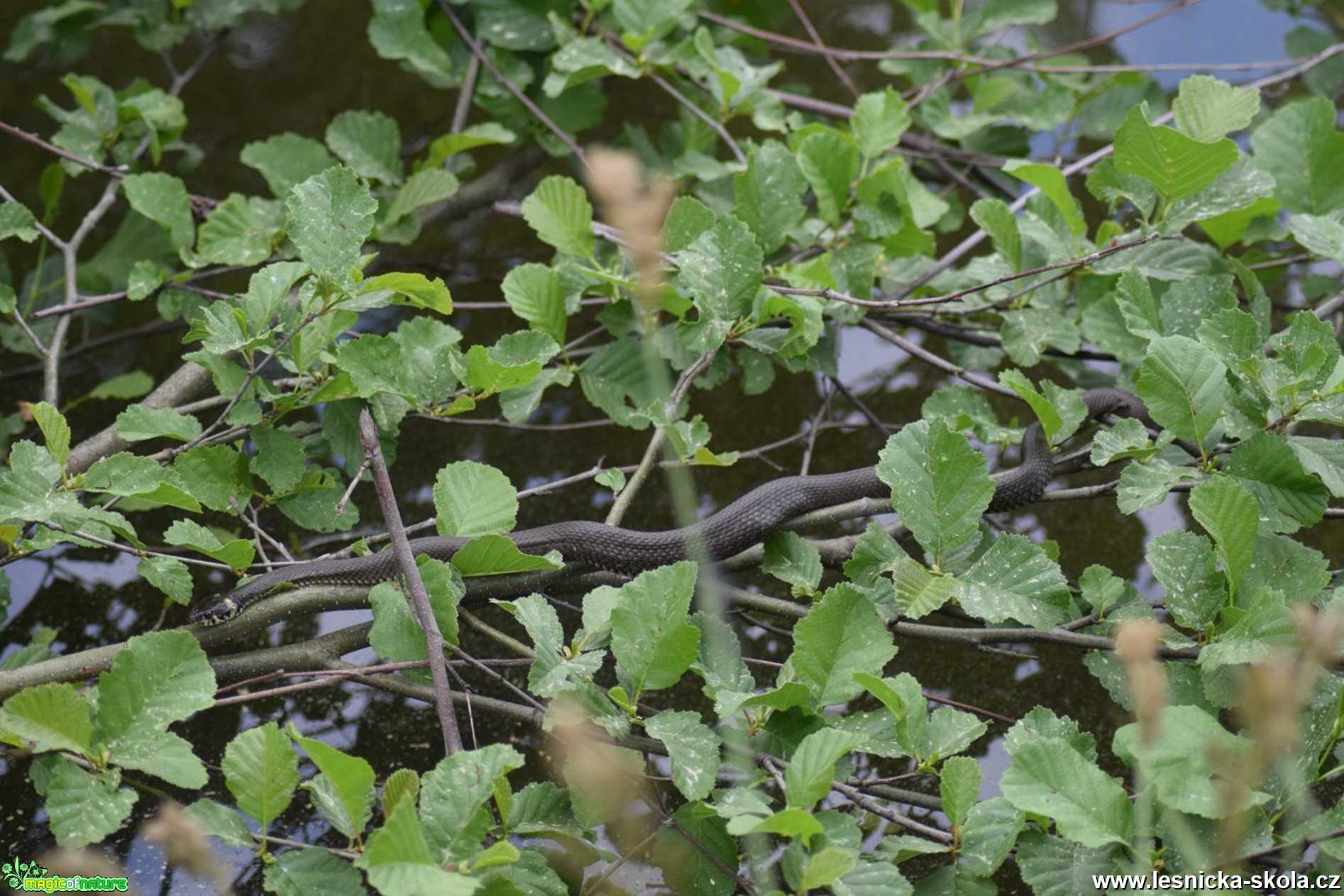 Užovka obojková - Natrix natrix - Foto - Marie Žďánská 1221 (2)