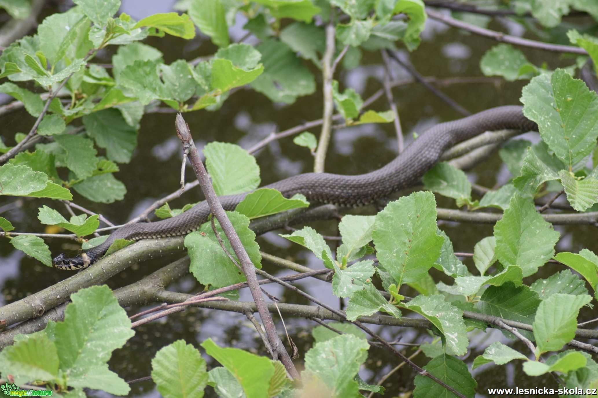 Užovka obojková - Natrix natrix - Foto - Marie Žďánská 1221 (3)