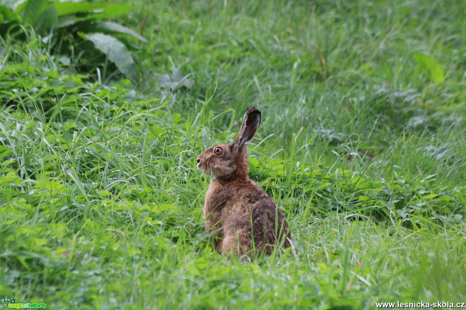 Zajíc polní - Lepus europaeus - Foto Ladislav Jonák 1021 (1)