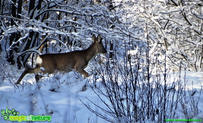 Srnec obecný - Capreolus capreolus - Foto Karel Kříž (2)