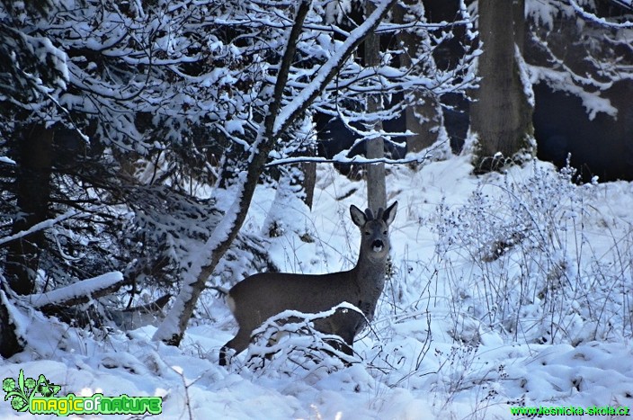 Srnec obecný - Capreolus capreolus - Foto Karel Kříž (1)