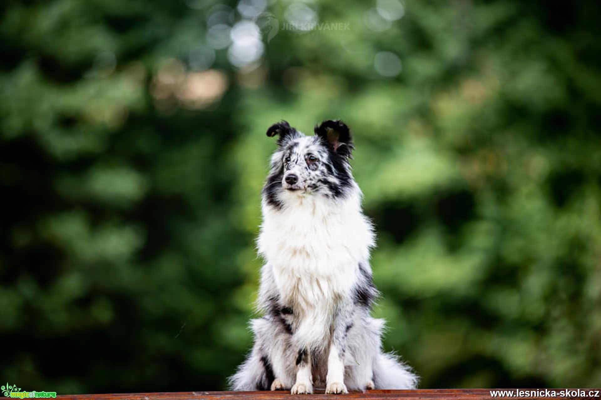 Acme of Joy Koryfej - Foto Jiří Křivánek 1121