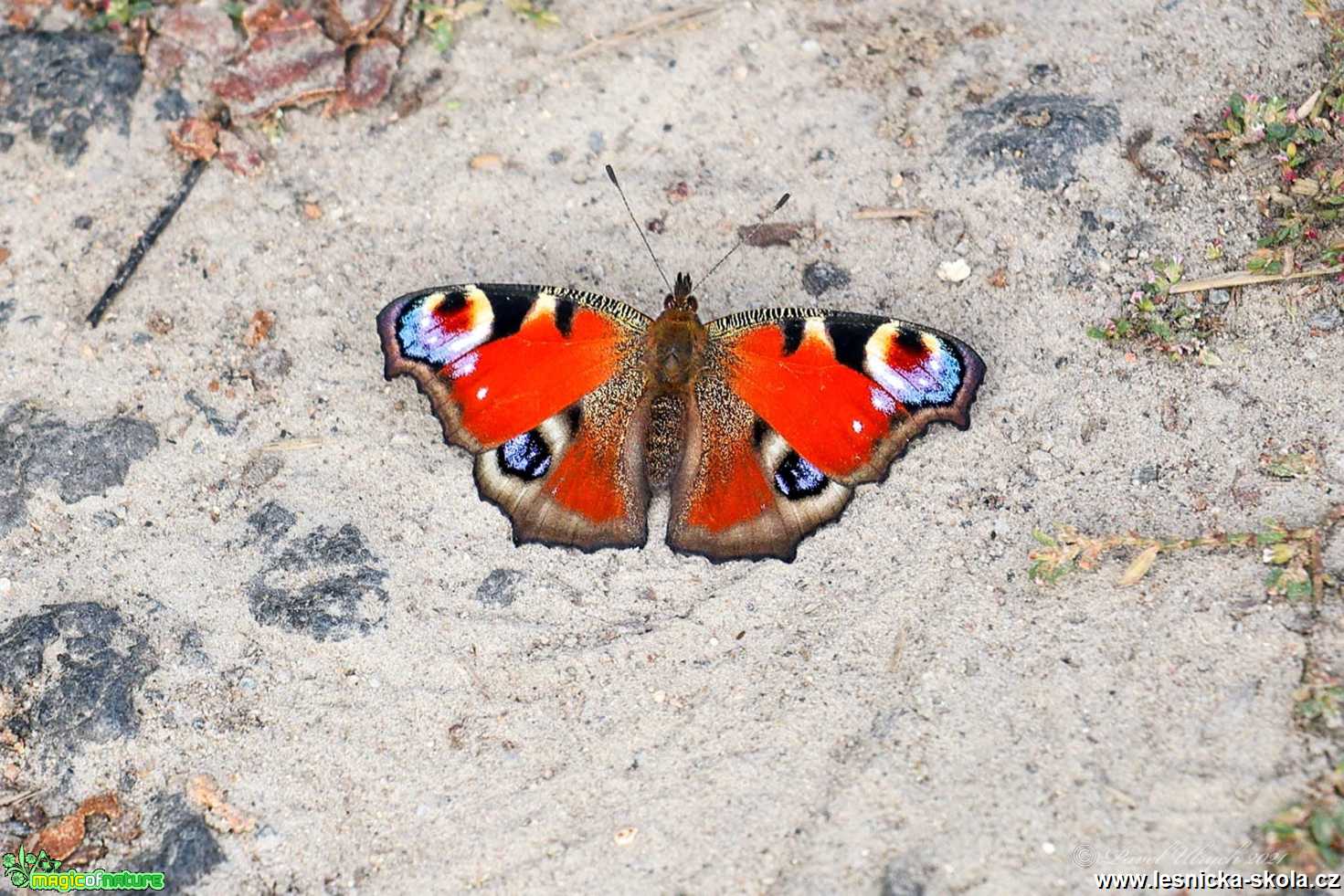 Babočka paví oko - Inachis io - Foto Pavel Ulrych 0921