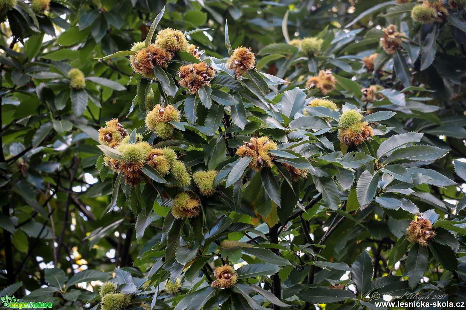 Kaštanovník setý - Castanea sativa - Foto Pavel Ulrych 0921 (2)