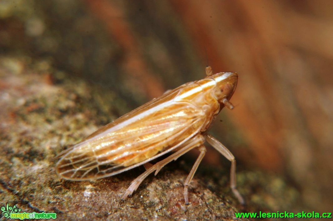 Cikáda 4mm - Foto G. Ritschel