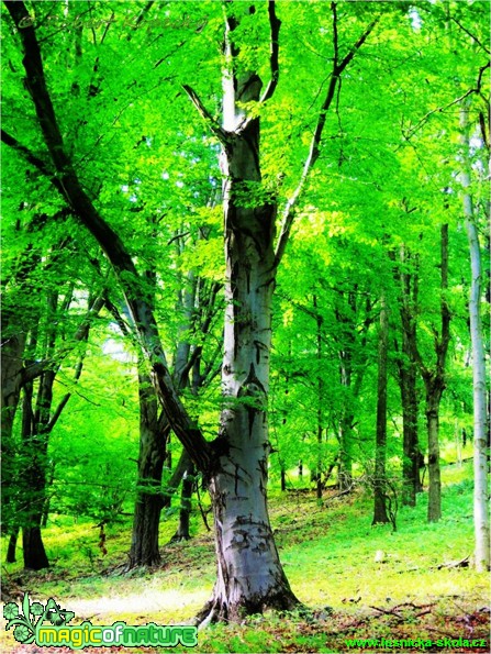 Buk na Radečském kopci - Foto Robert Kopecký