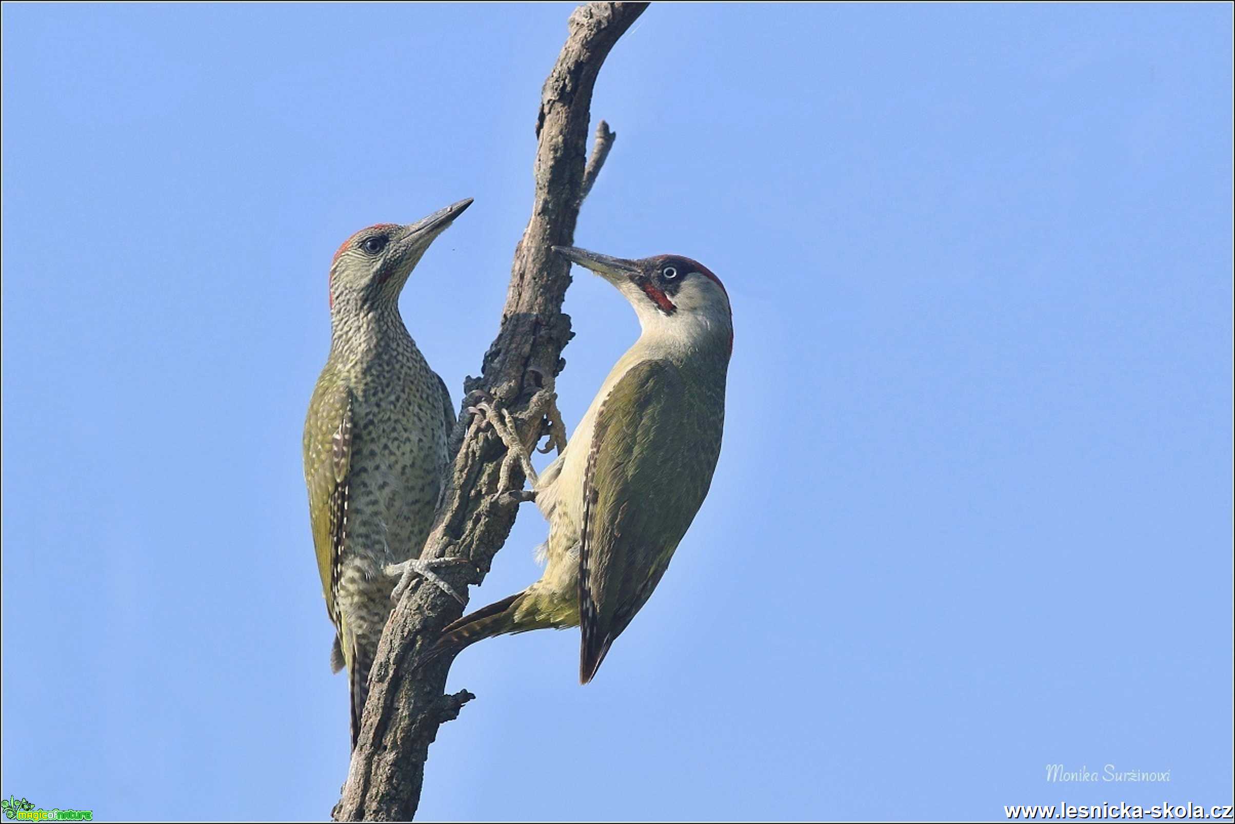 Žluna zelená - Picus viridis - Foto Monika Suržinová 1221