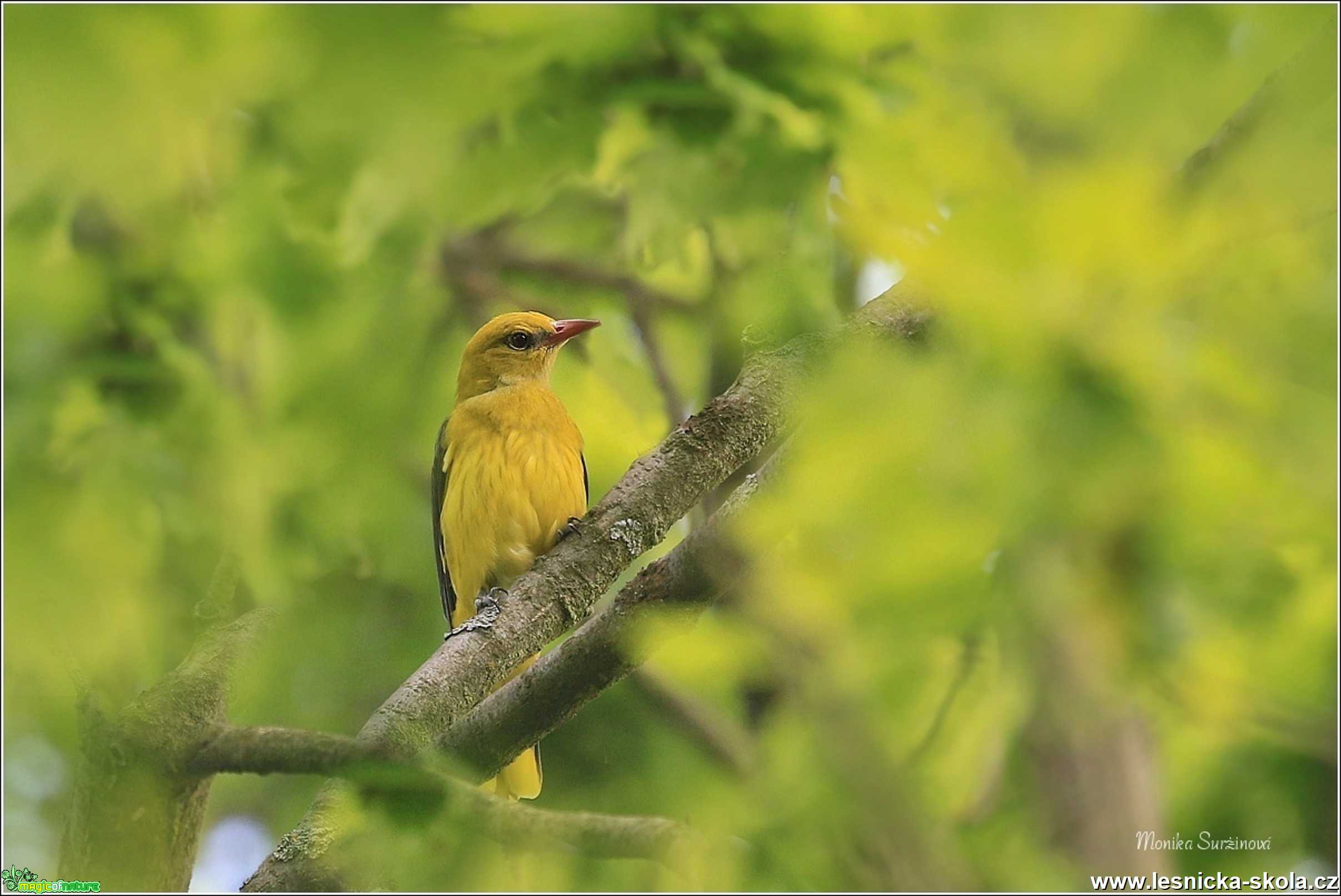 Žluva hajní - Oriolus oriolus - Foto Monika Suržinová 1221 (2)