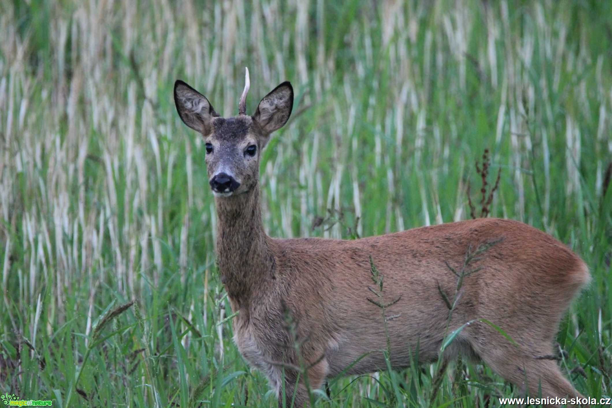 Srnec obecný - Capreolus capreolus - Foto František Novotný 0122 (4)