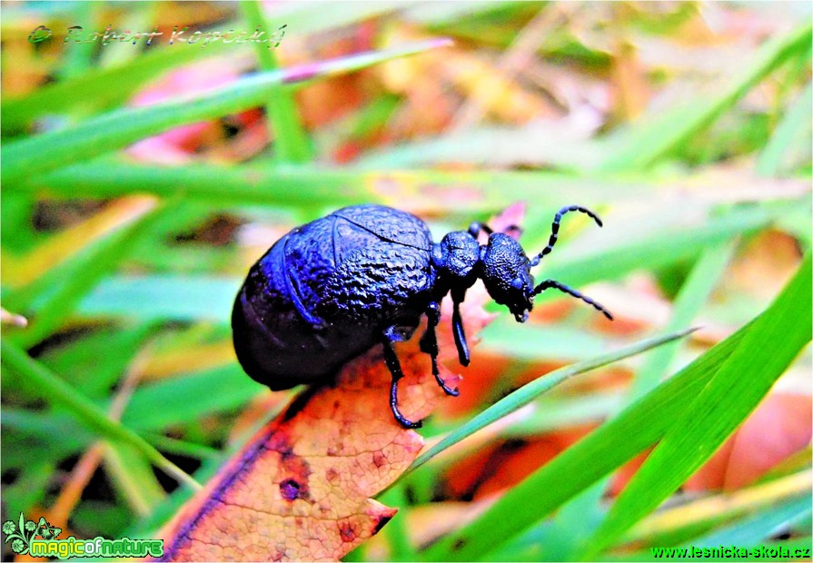 Majka fialová - Meloe violaceus - Foto Robert Kopecký