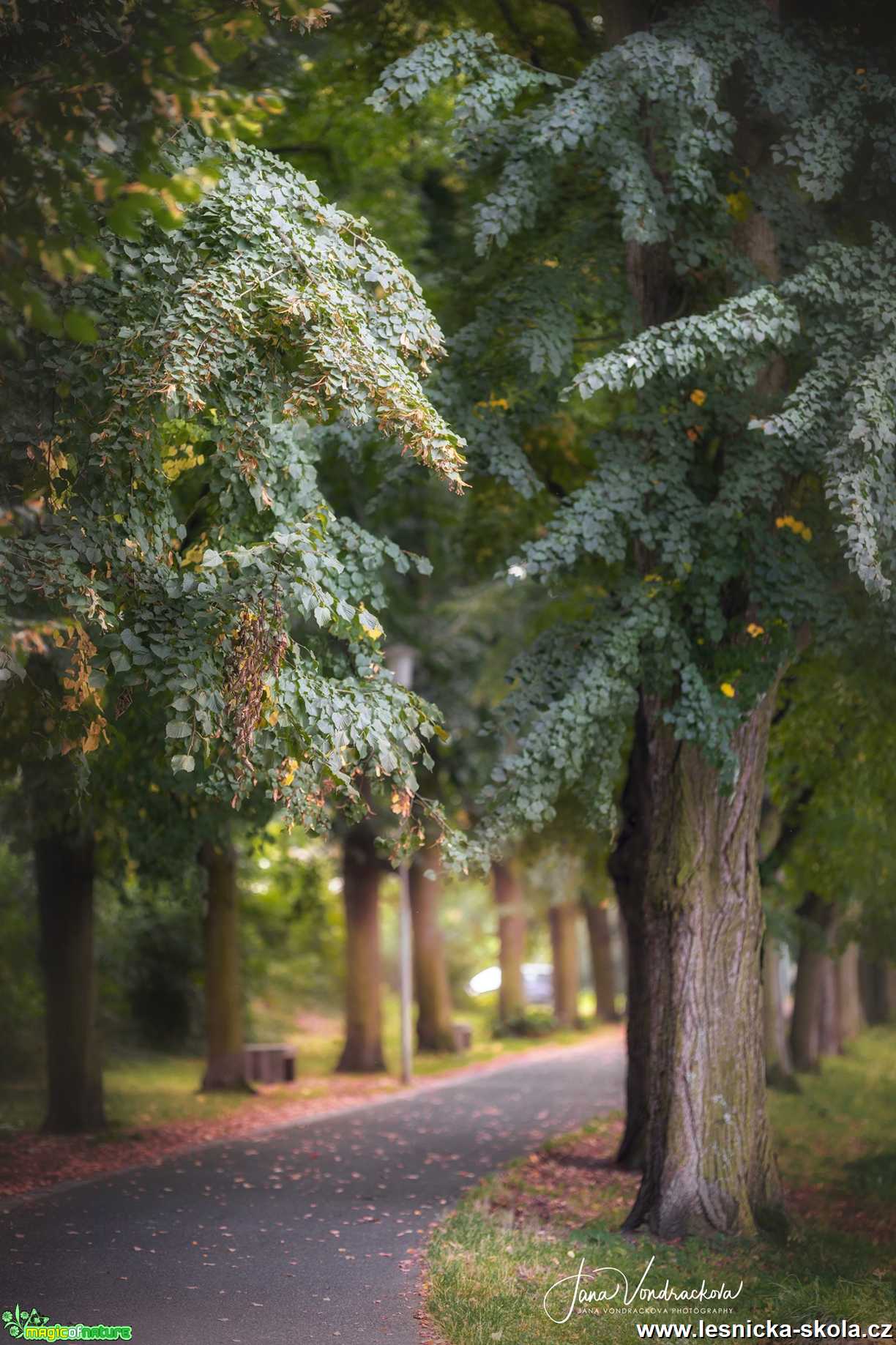 Naše alej - Foto Jana Vondráčková 1021