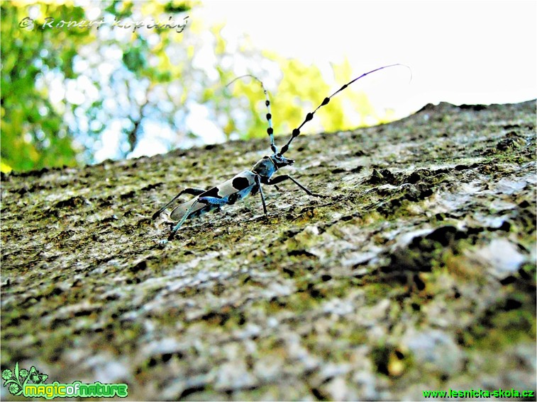 Tesařík alpský - Rosalia alpina - Foto Robert Kopecký (1)