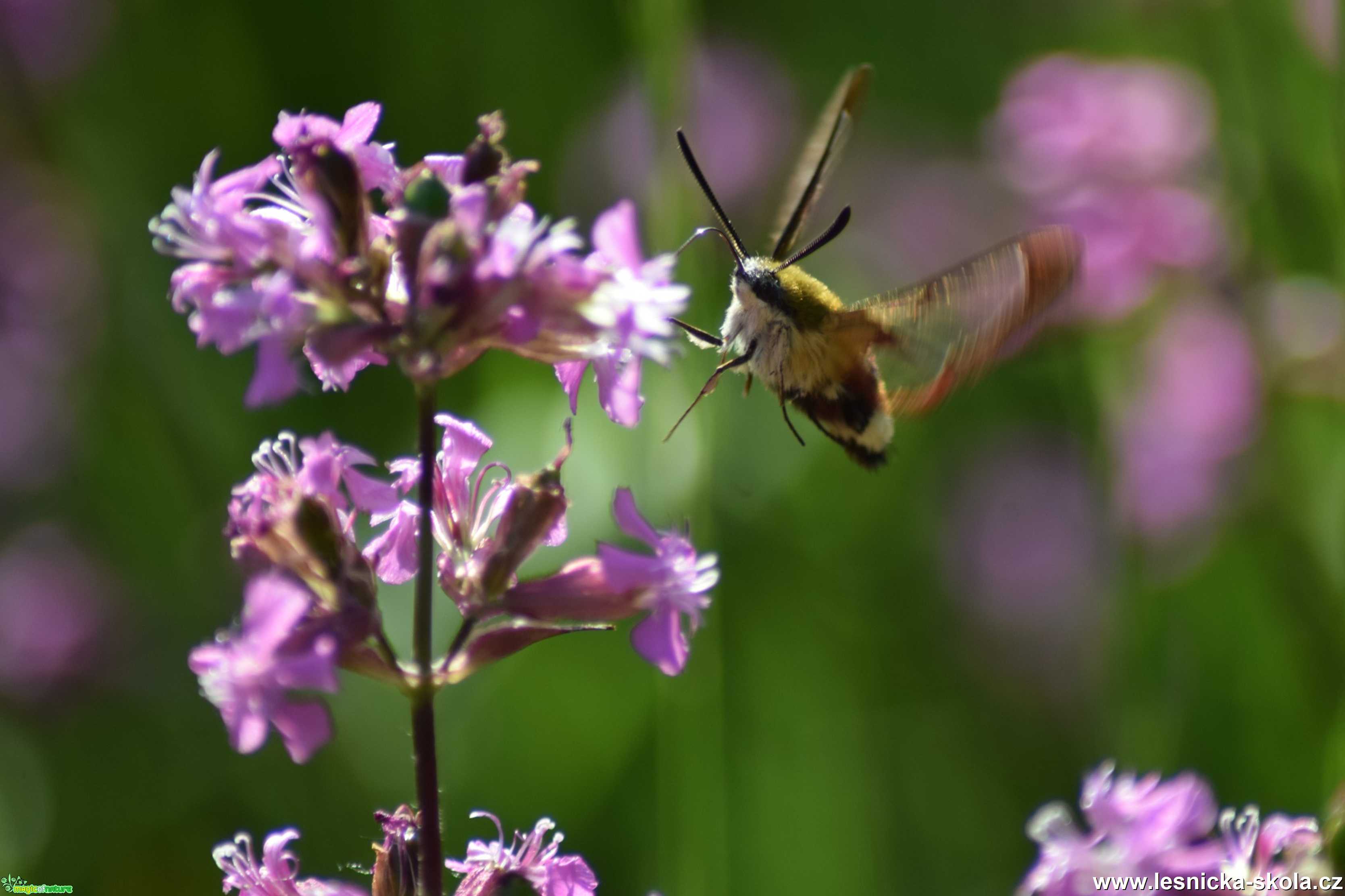 Dlouhozobka zimolezová - Hemaris fuciformis - Foto Marie Žďánská 0122