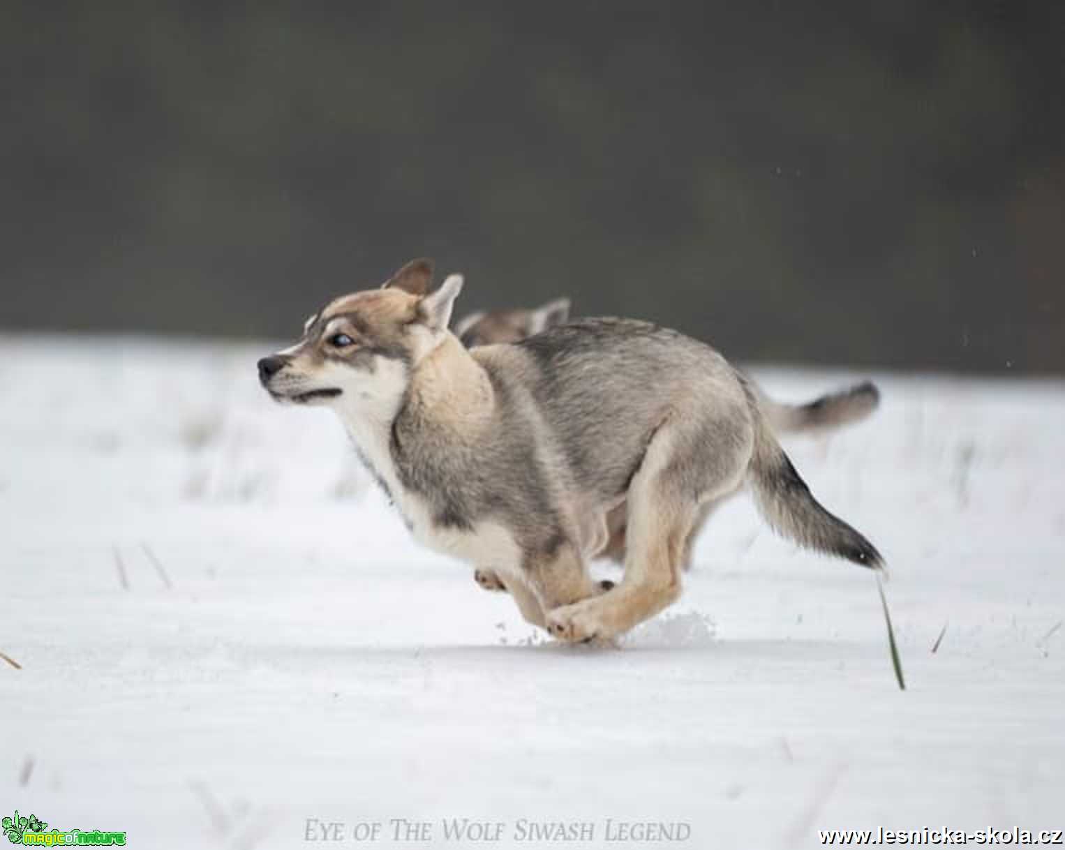 Severští princové na sněhu - Foto Jiří Křivánek 0122 (4)