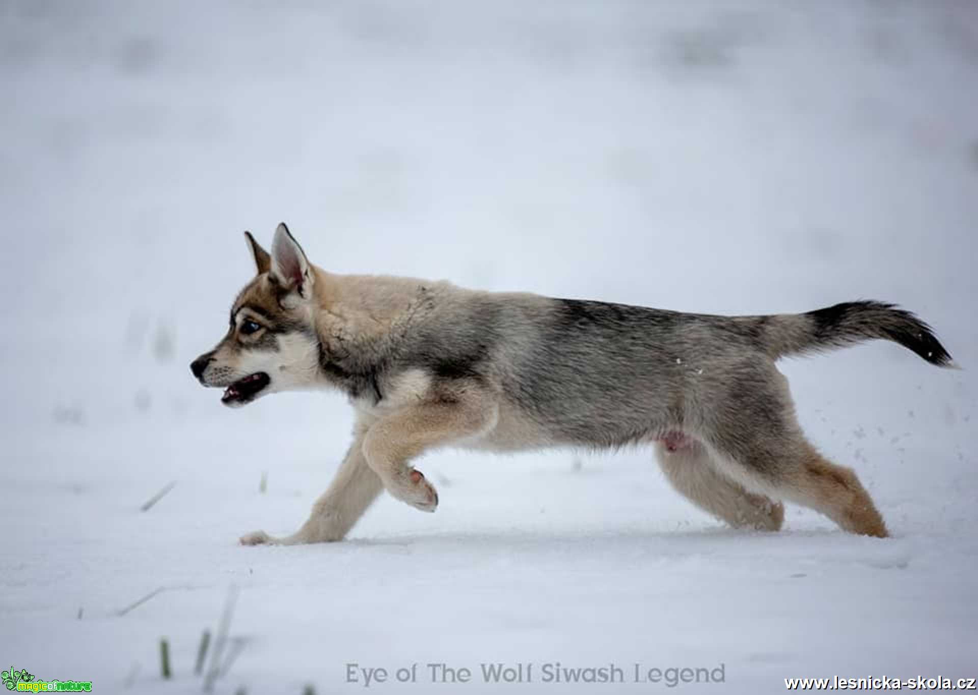 Severští princové na sněhu - Foto Jiří Křivánek 0122 (6)