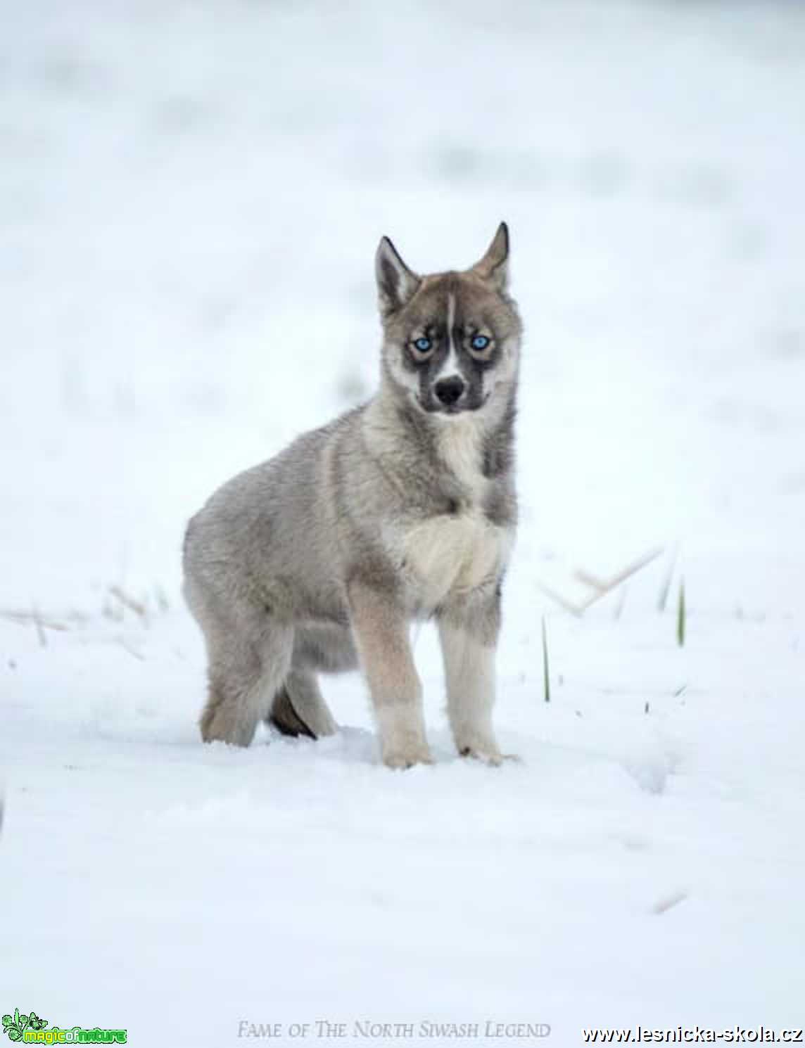 Severští princové na sněhu - Foto Jiří Křivánek 0122 (9)