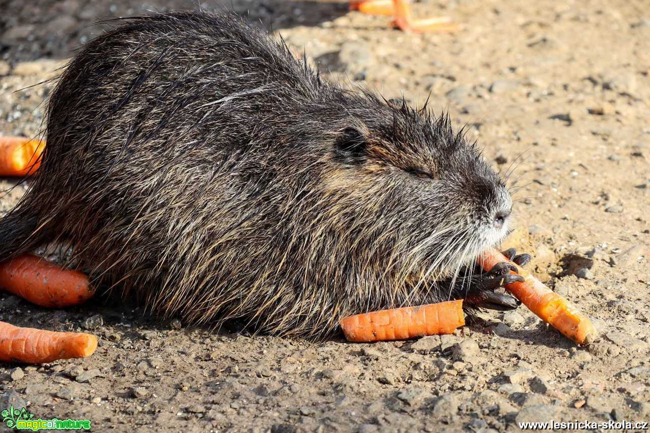 Nutrie říční - Myocastor coypus - Foto Pavel Ulrych 0122 (1)