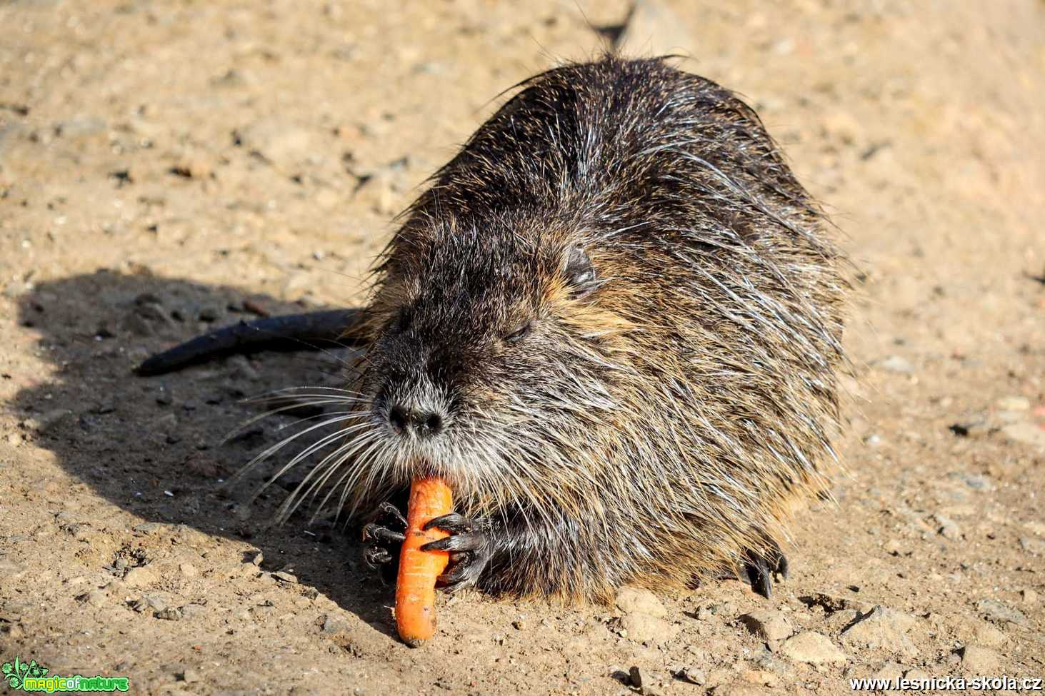 Nutrie říční - Myocastor coypus - Foto Pavel Ulrych 0122 (2)