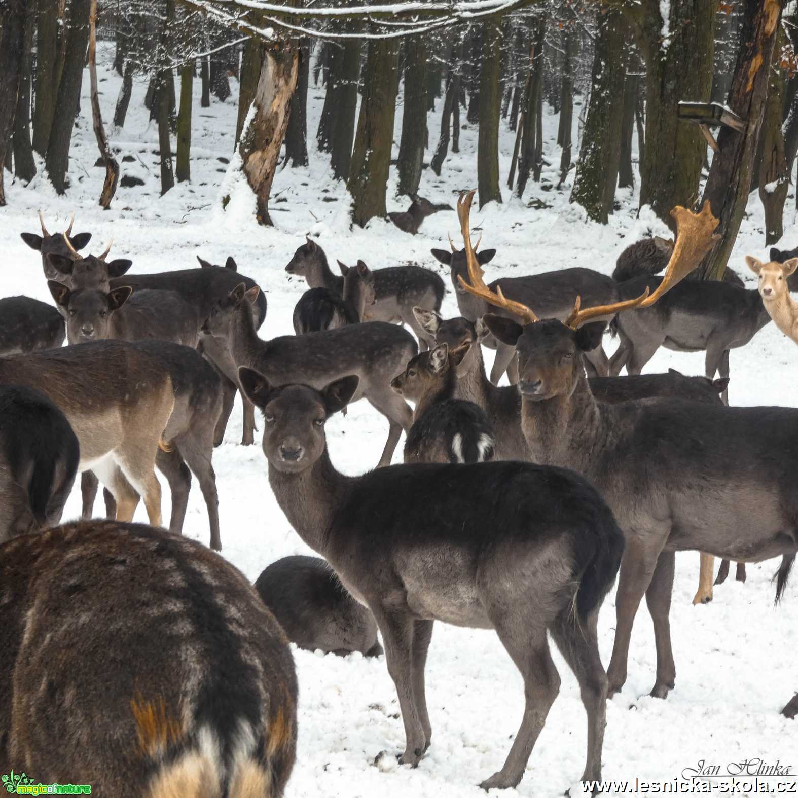 V oboře - Foto Jan Hlinka 0122 (1)