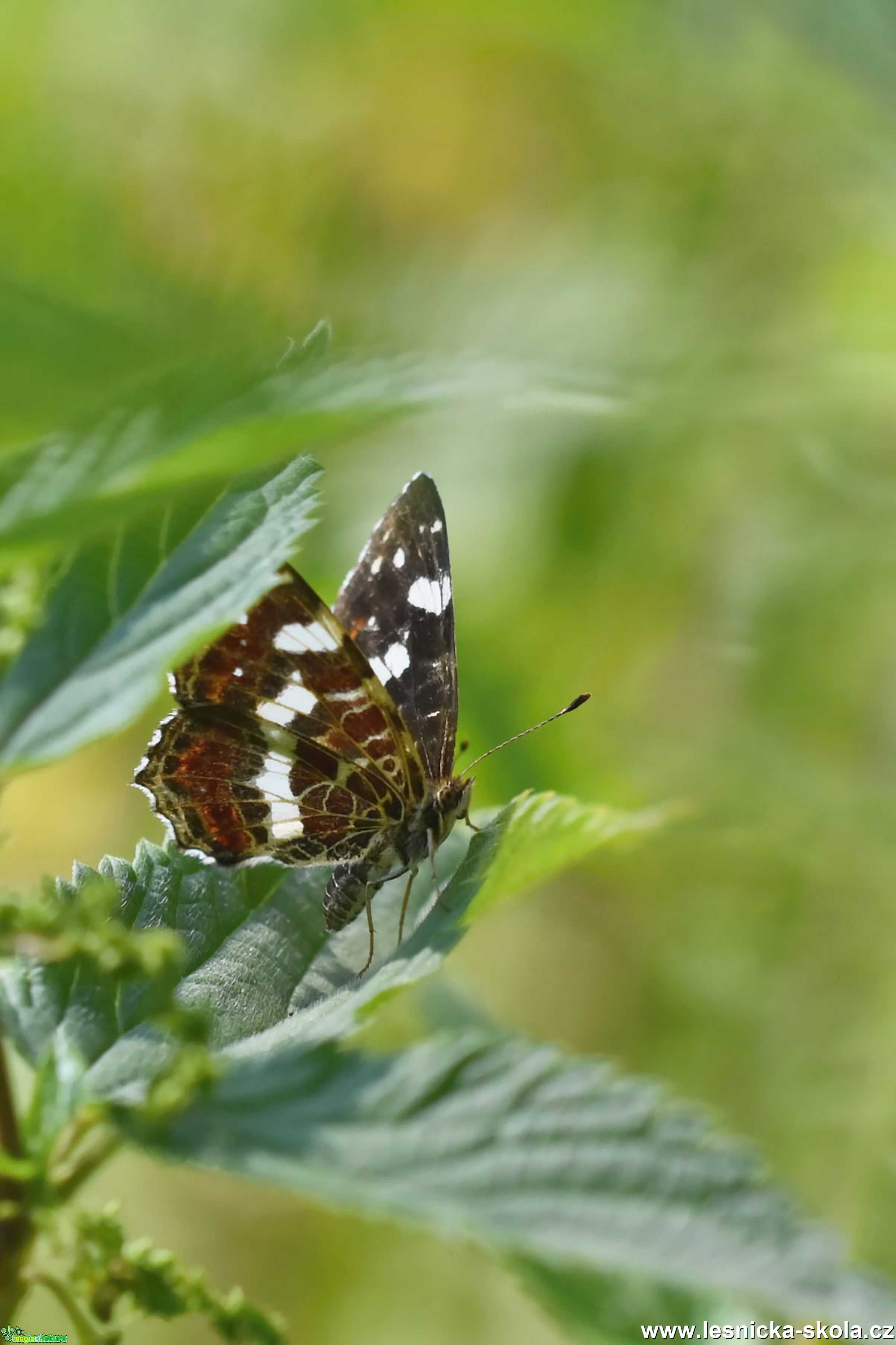 Do přírody za motýly - Foto Marie Vykydalová 0821 (7)