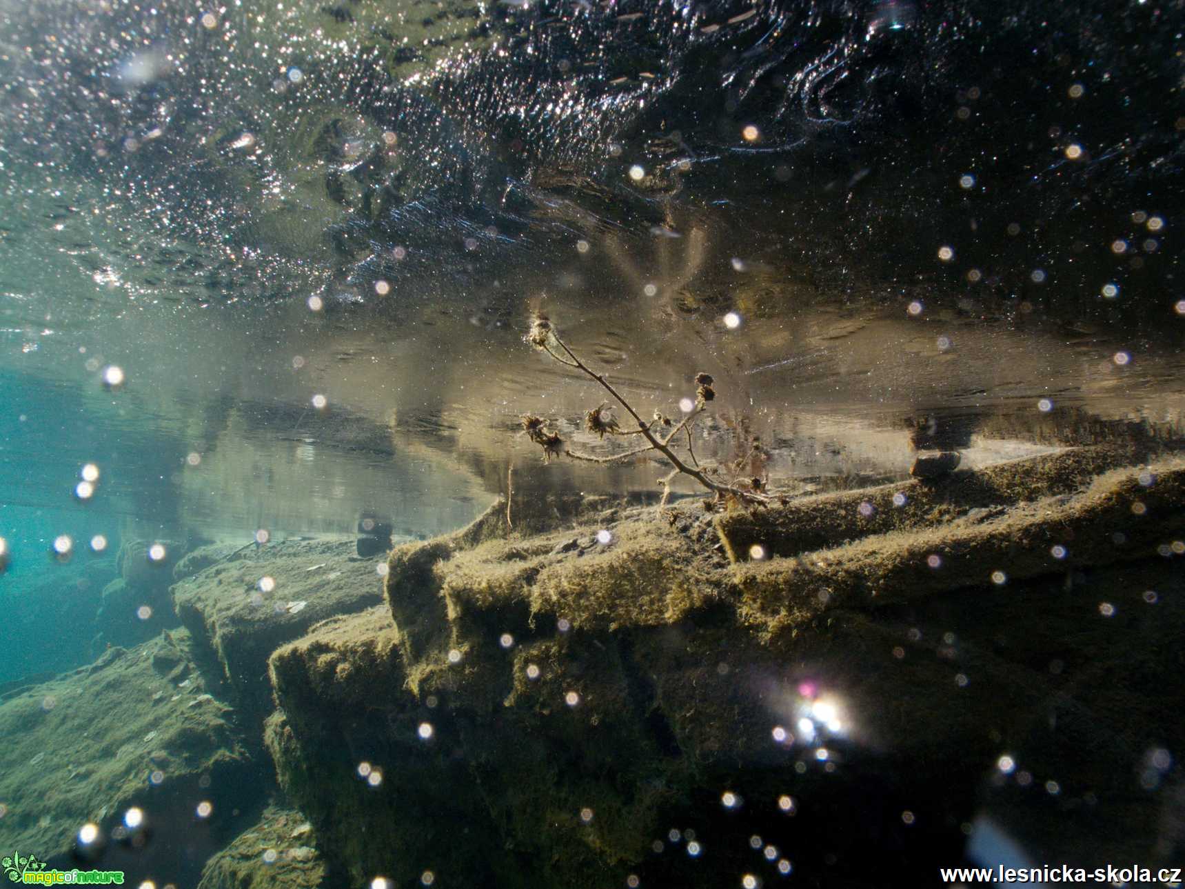 Fotografování pod ledem - Foto Tomáš Kunze 0122 (4)