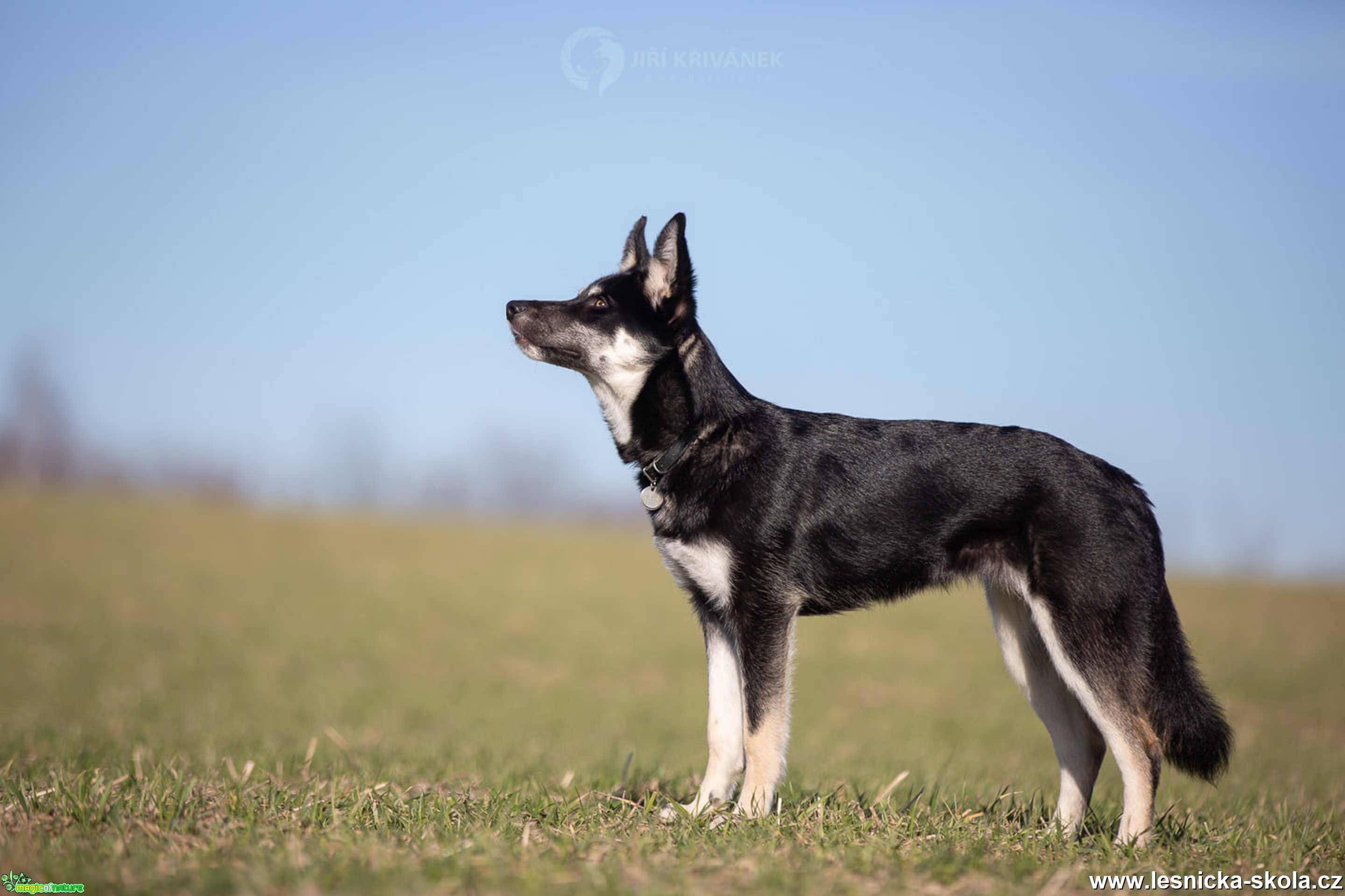 Půlroční husky-borderkolie - Foto Jiří Křivánek 0222  (1)