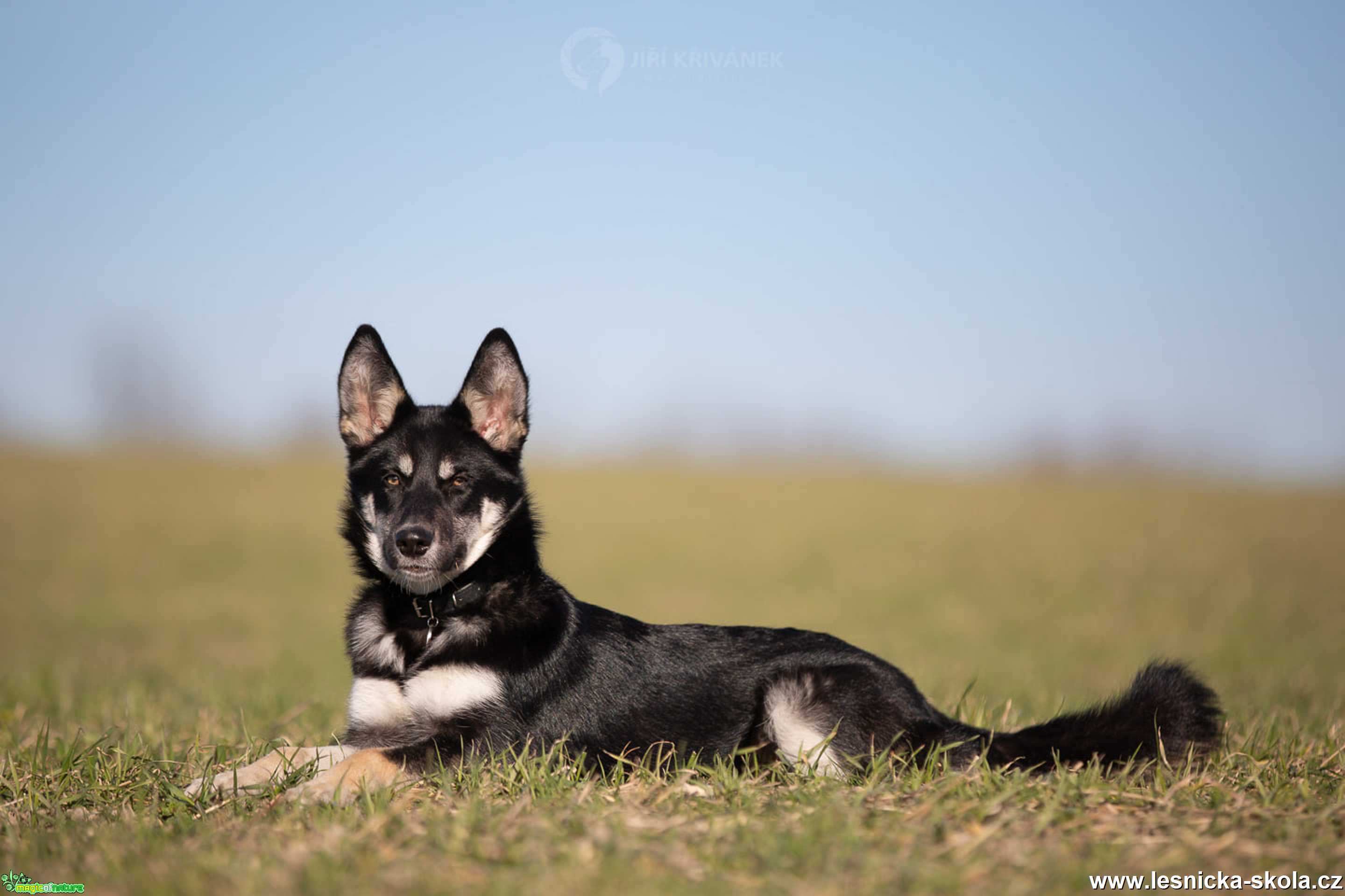 Půlroční husky-borderkolie - Foto Jiří Křivánek 0222  (2)