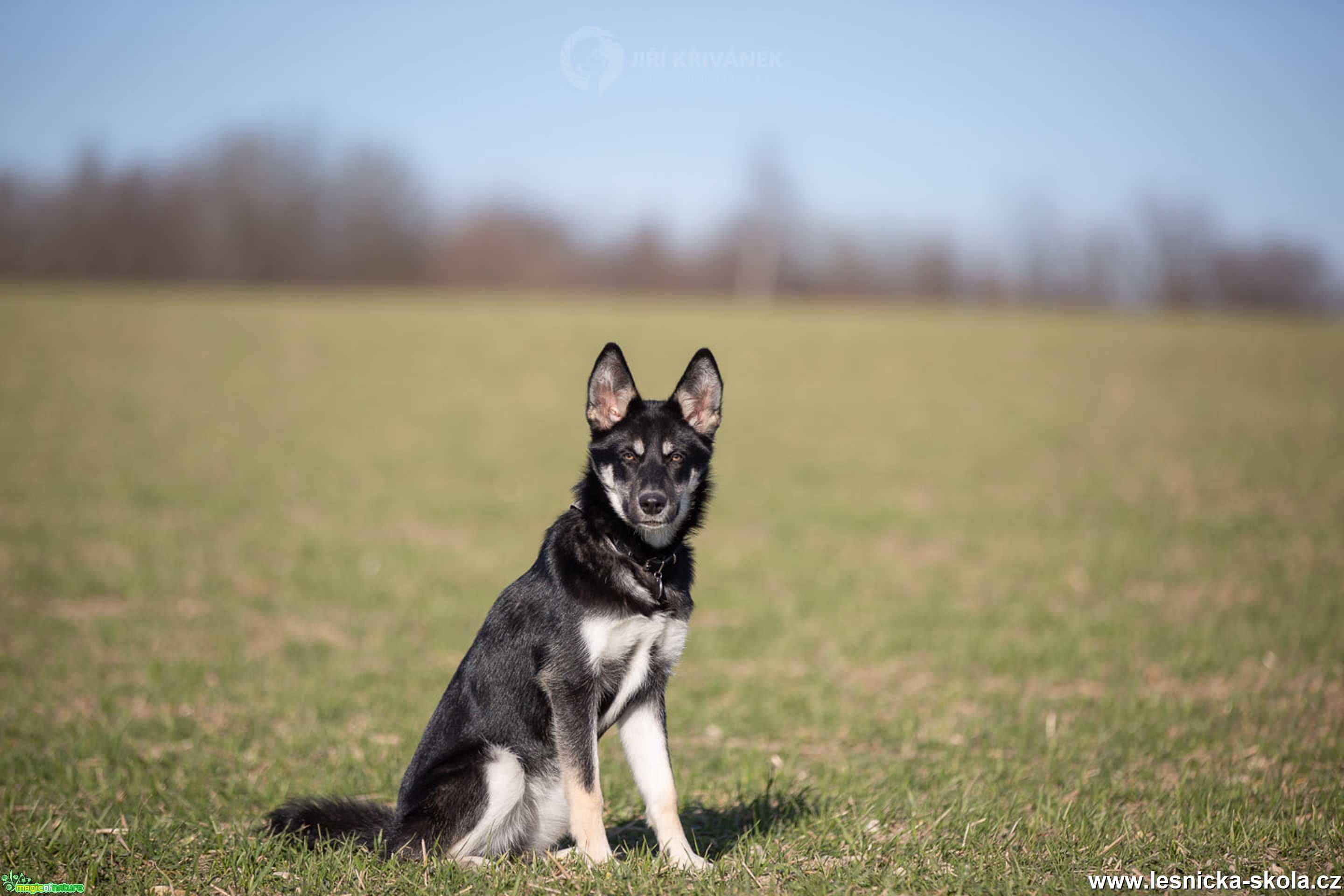 Půlroční husky-borderkolie - Foto Jiří Křivánek 0222  (3)