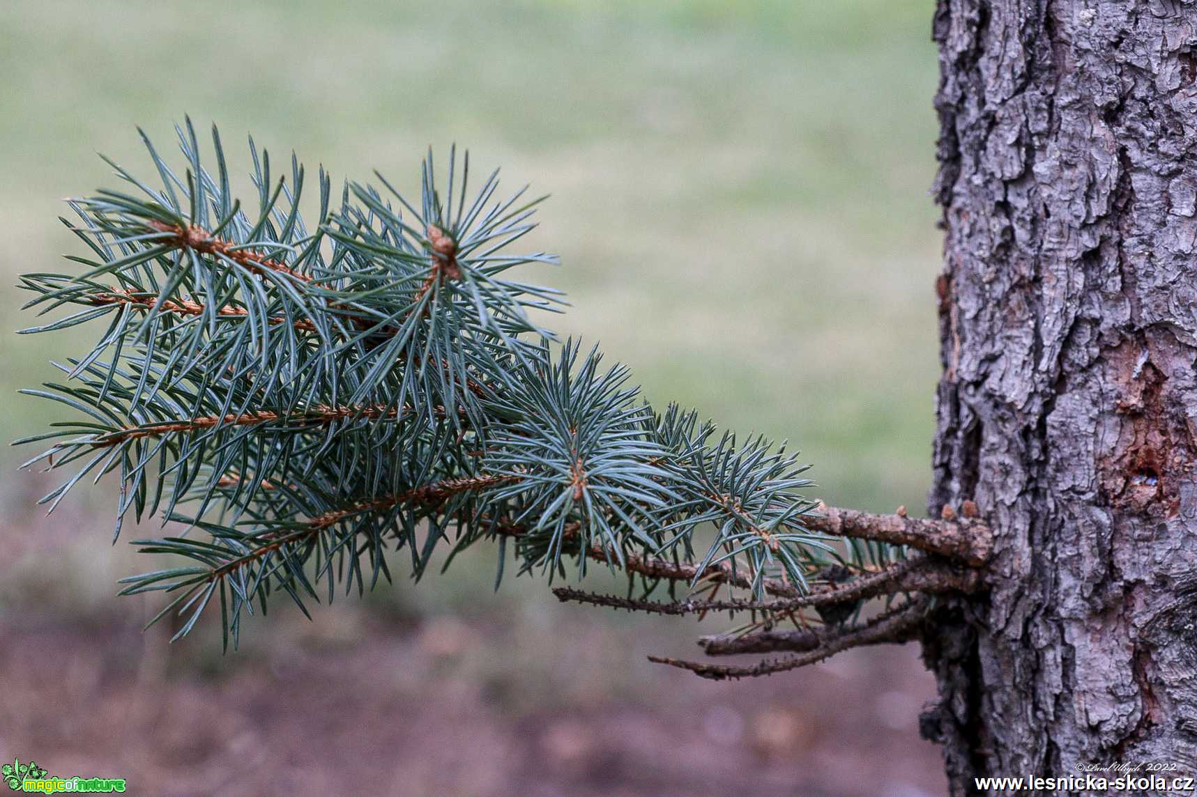 Smrk pichlavý - Picea pungens - Foto Pavel Ulrych 0122