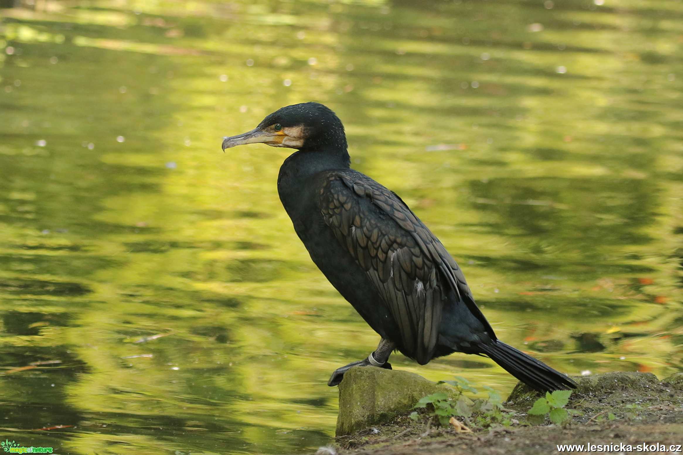 Kormorán velký - Phalacrocorax carbo - Foto Irena Wenischová 0222