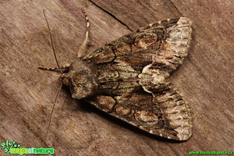 Běloskvrnka hlohová -Allophyes oxyacanthae - Foto Gerd Ritschel