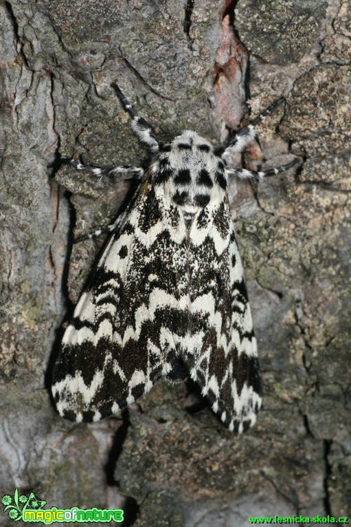 Běloskvrnka smrková - Panthea coenobita - Foto Gerd Ritschel