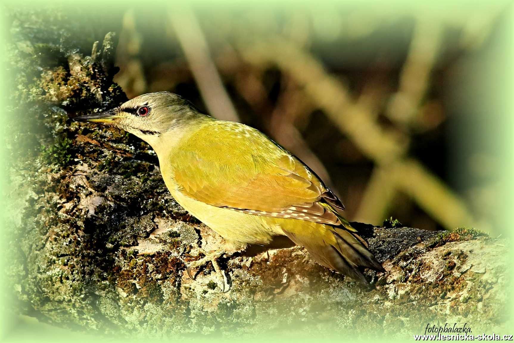 Žluna šedá - Picus canus - Foto Pavel Balazka 1221