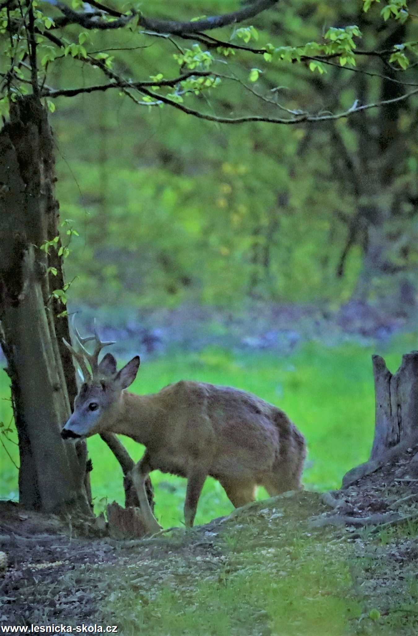 Setkání se srnčí zvěří - Foto Marek Zimka 0222 (2)