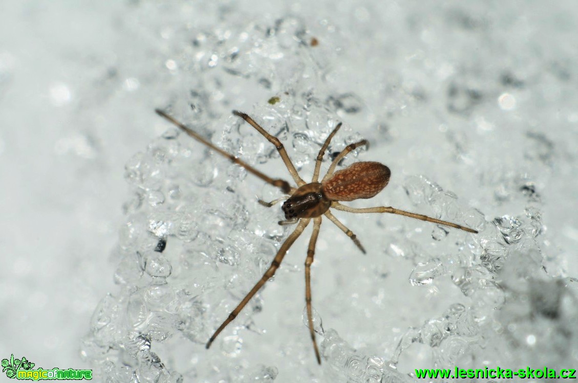 Čelistnatka - Tetragnatha 2mm - Foto G. Ritschel