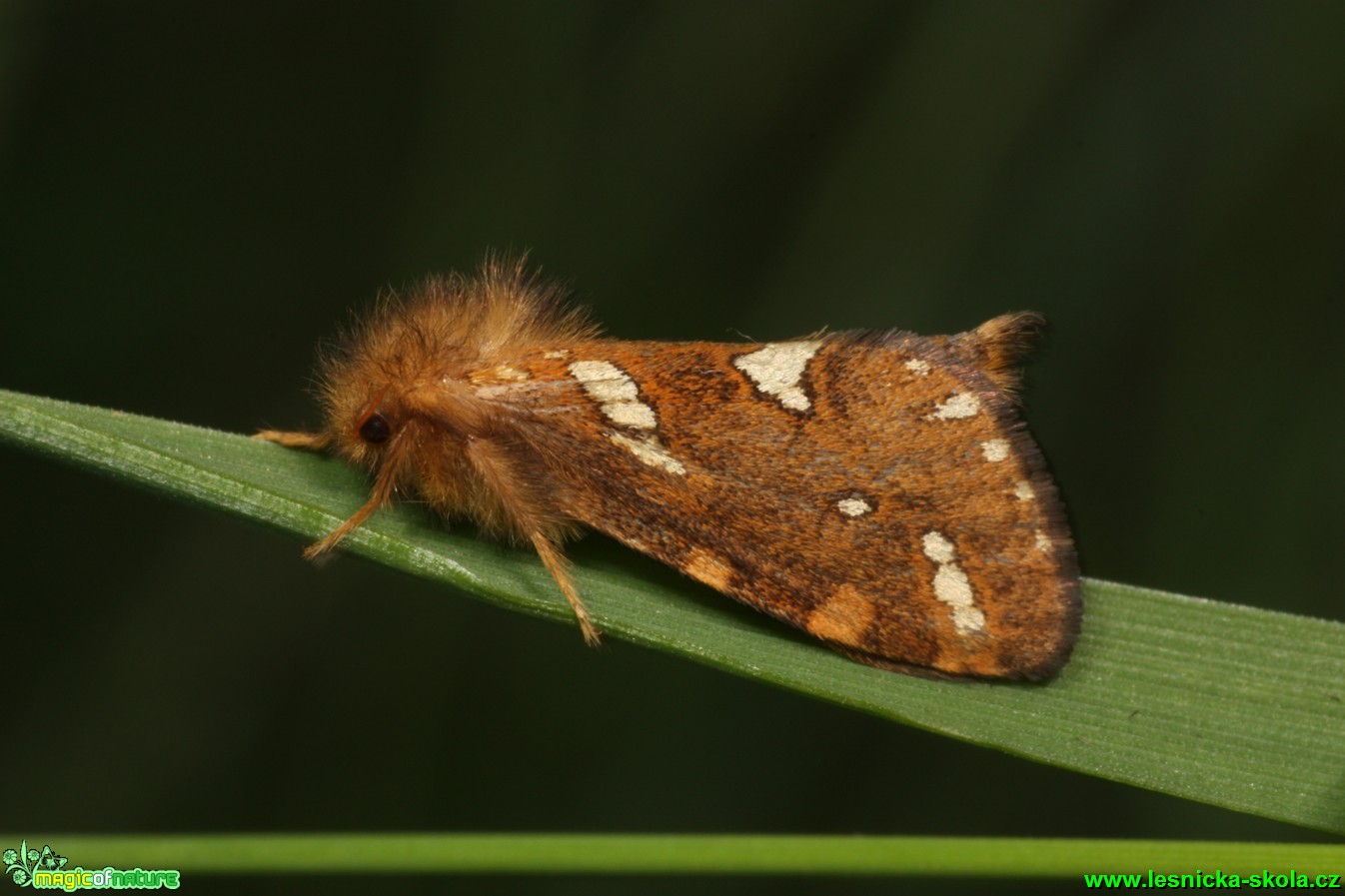 Hrotnokřídlec lesní - Phymatopus hecta - Foto Gerd Ritschel