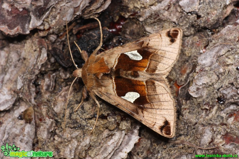 Kovolesklec - Autographa aemula - Foto Gerd Ritschel